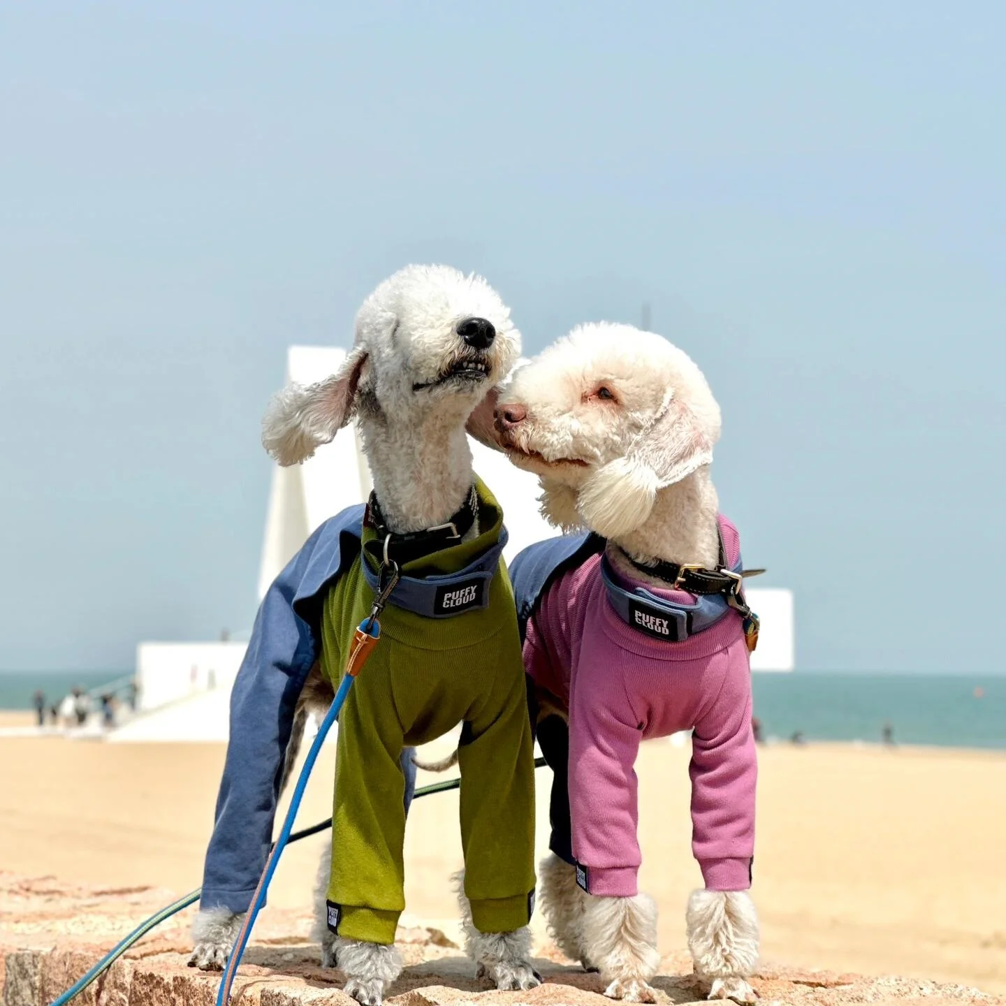 Camiseta de cuello alto de 2 patas, estilo informal y acogedor, en amarillo y azul, para Galgo Italiano, y Traje de overol de moda en marrón para perros Bedlington