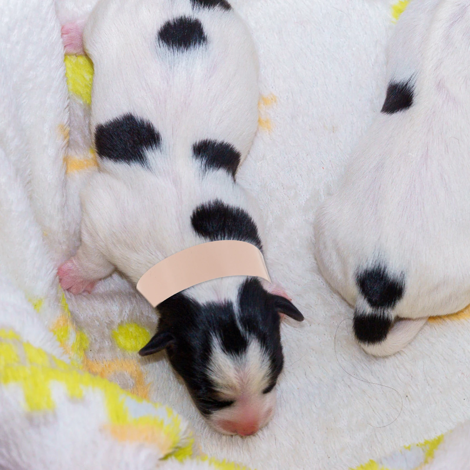 

100Pcs Adjustable Newborn Pet Tag Collars Puppy Litter Identification Bands Comfortable Dog Name Tag For Convenience