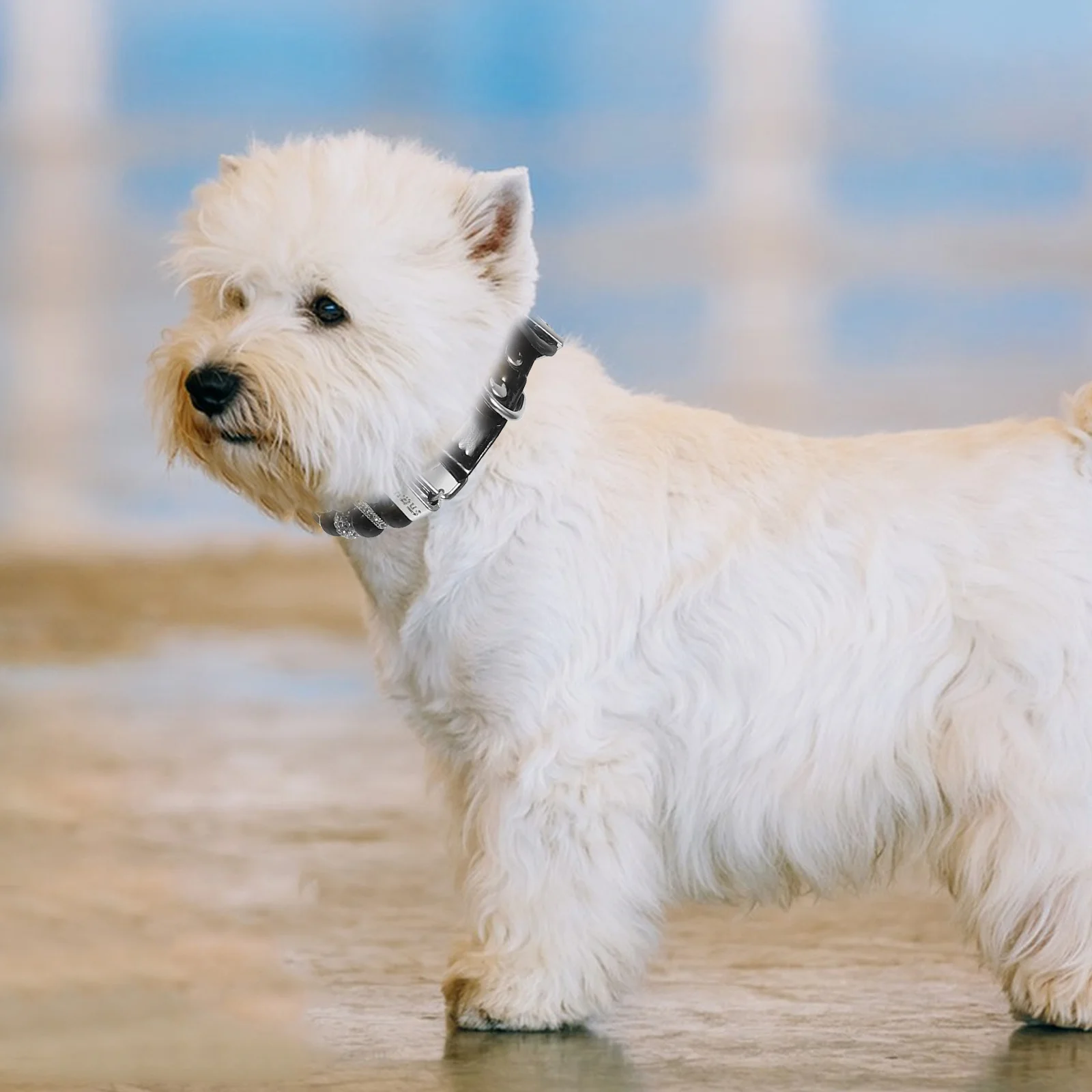 

Dog Pearl Collar Adjustable Cute Puppy Necklace For Small Female Dogs Sparkling Pet Jewelry Dog Accessories