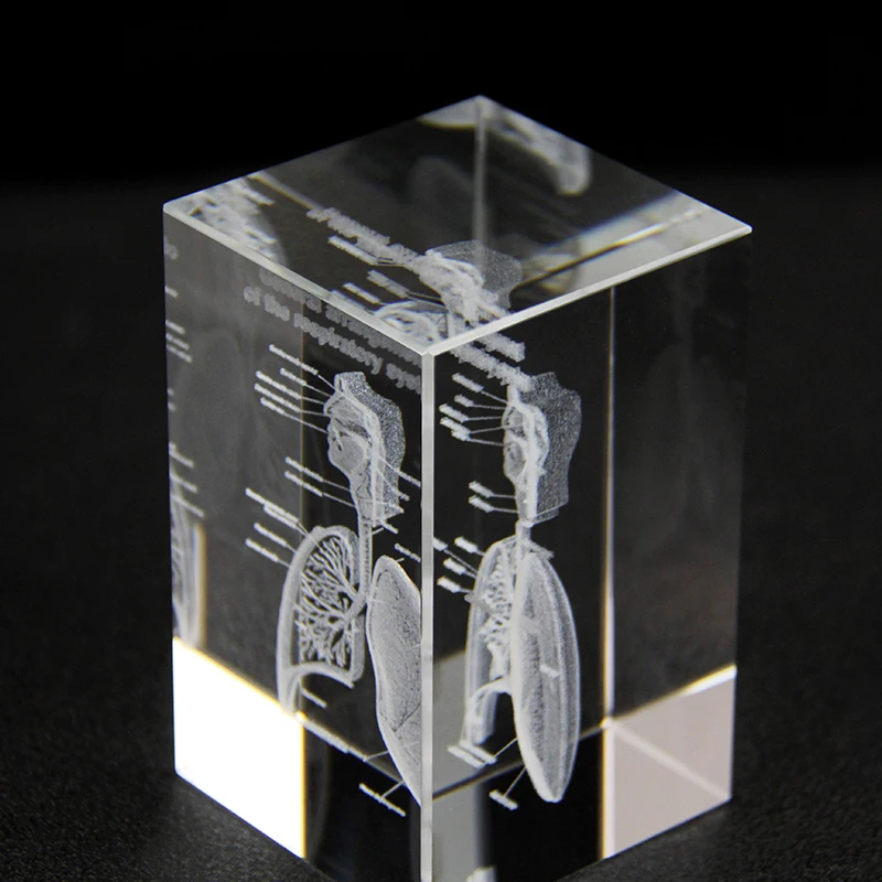 3D Laser Engraving Human Lung Organ Cube Medical Structure of the Respiratory System Graduation Gifts
