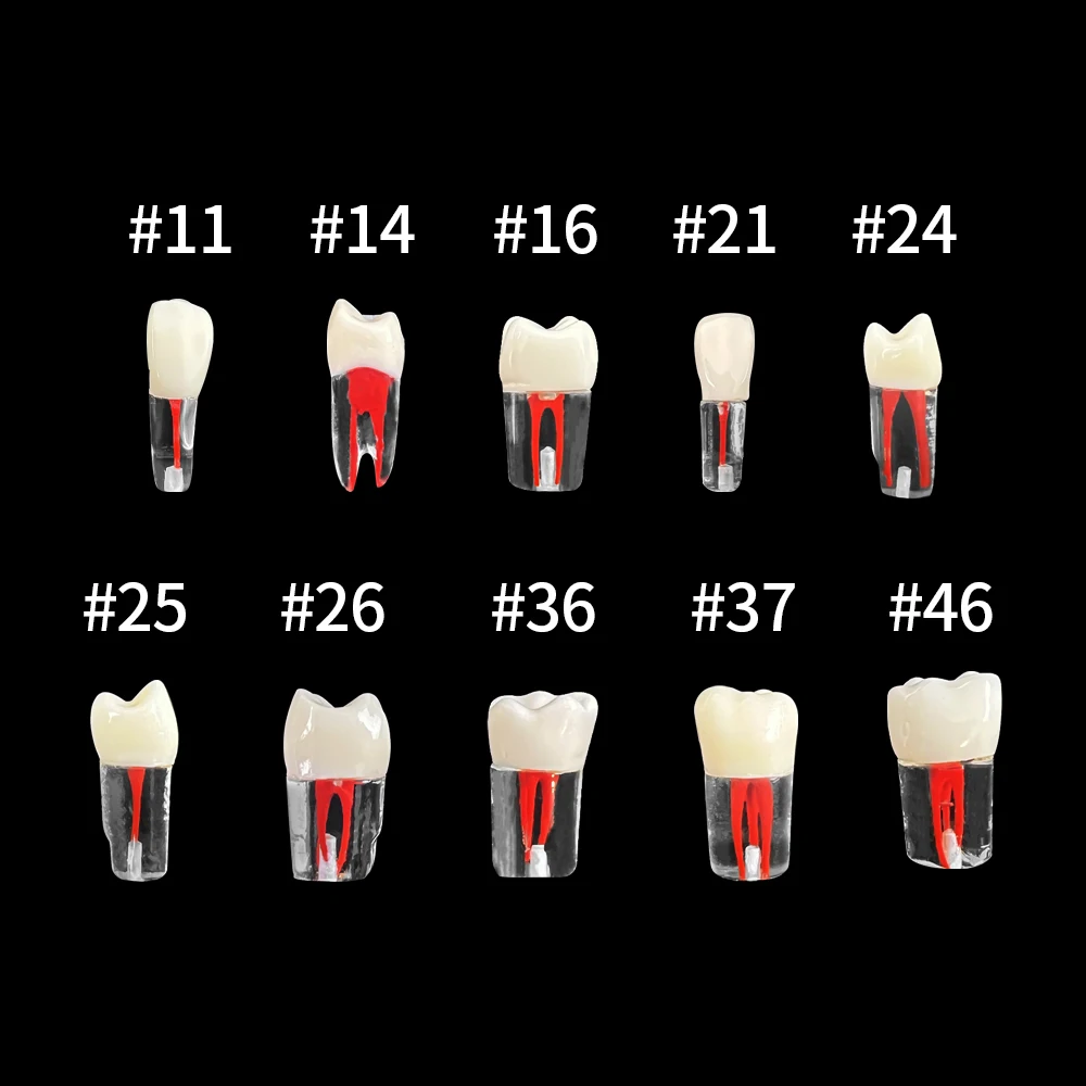 10pcs Dental Endo Tooth Model Endodontic Root Canal Practice RCT Training Block Pulp Cavity Resin Teaching Demonstration Model