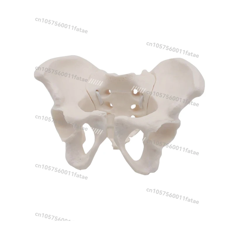 

Dynamic Female Lumbar Spine Pelvic Bone Model Joint Movable Mini Pelvic Bone Health Human Medical Skeleton
