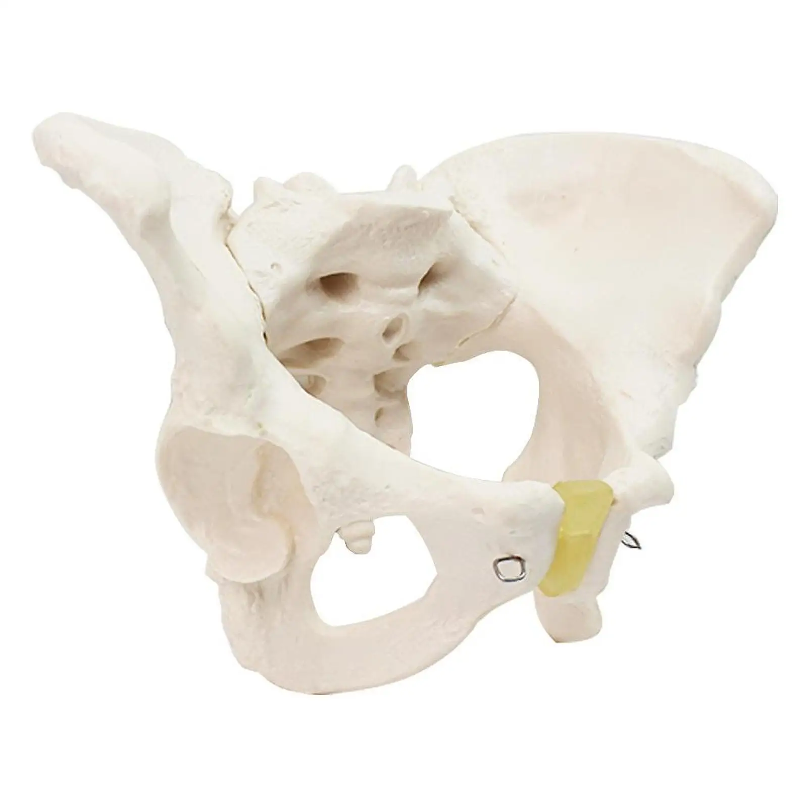 Life Size Male Pelvis Model Model Study Teaching Tool Display Hip Model
