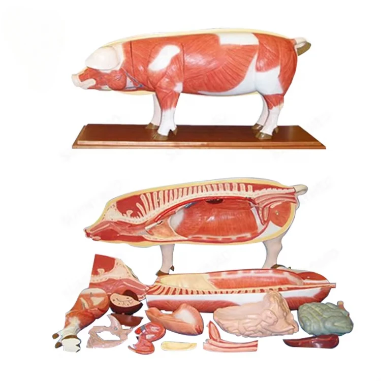 SY-N033 Advanced Series Animal Skeleton Anatomical Models for Sale
