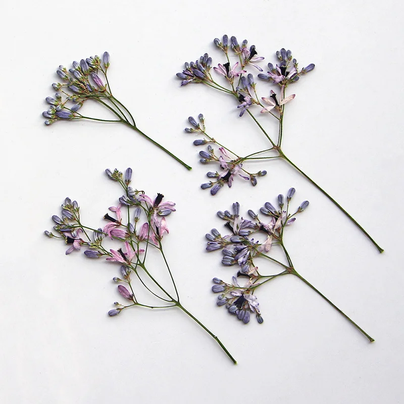 60Pcs Neem Tree Flower Branches, Dried Flower Pressed Plant Specimens, Resin Jewelry, Pressed Flower Bookmarks, Photo Frames, Leaf Art DIY Materials view 6