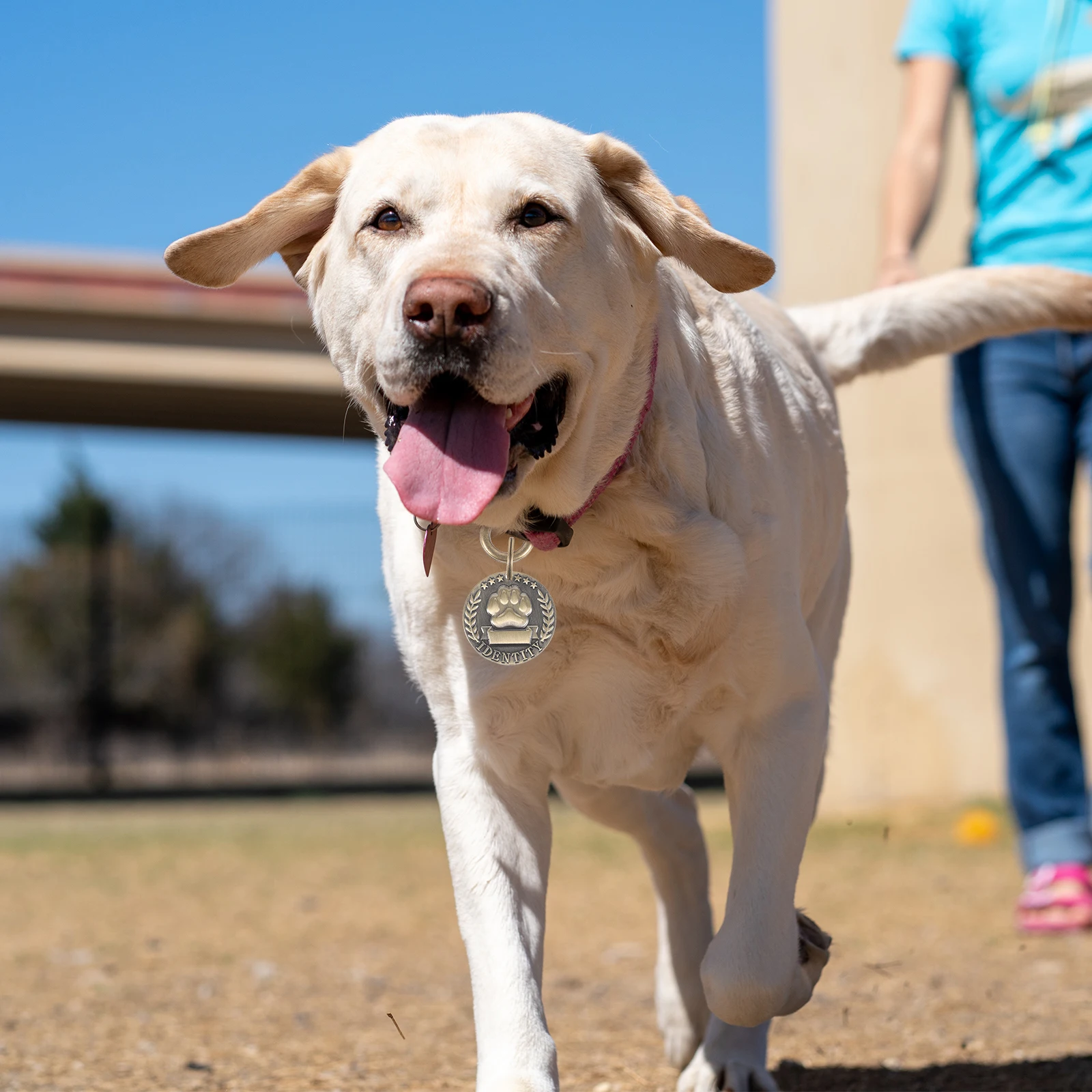

Round Pet Name Tag Sturdy Engraved Dog Id Tag for Puppy Cat Anti-Loss Collar Hanging Pet Supply Accessory Dog Tags