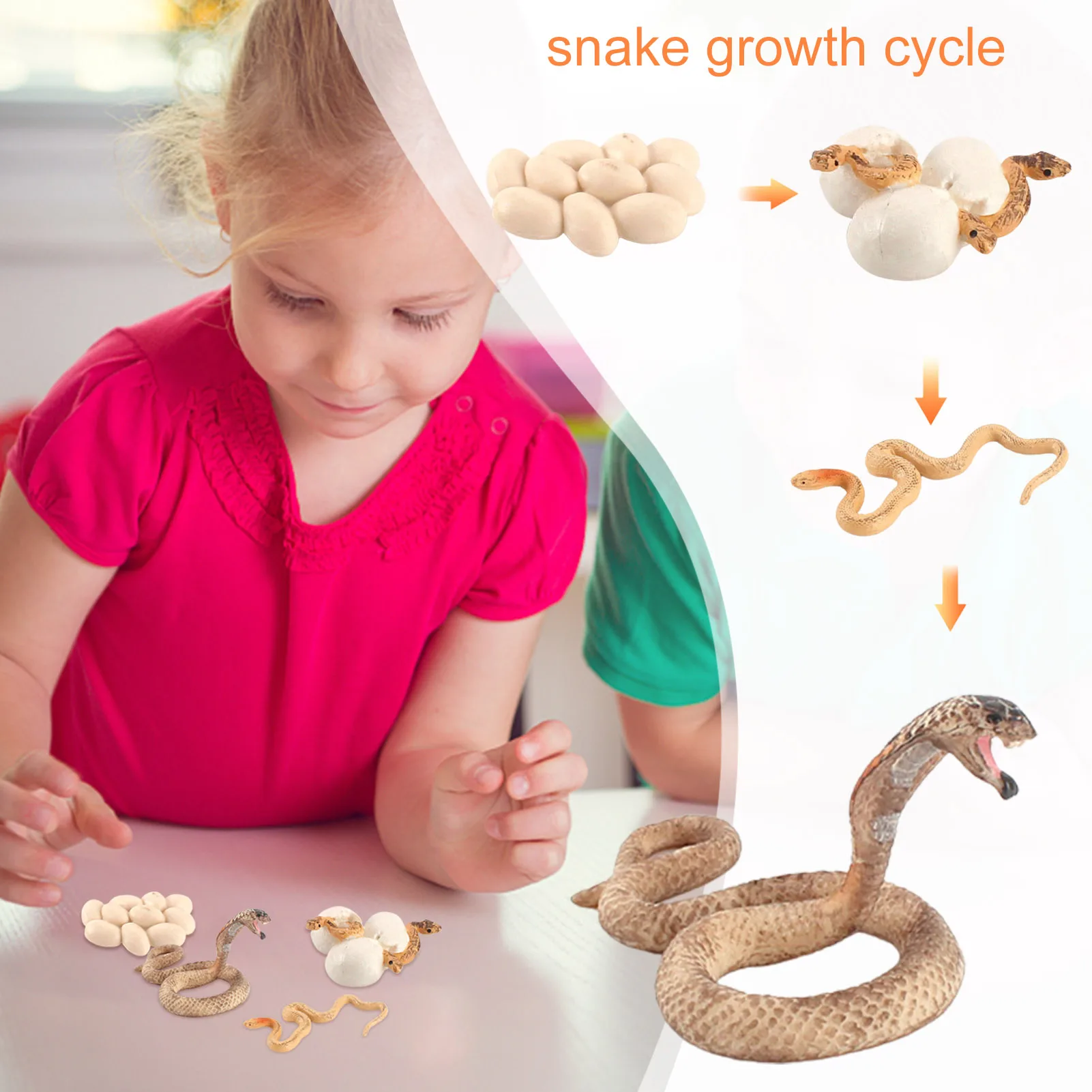 Realistic Rattlesnake Cobras Growth Cycle Model Hand Painted Figurine,Life Cycle Of Snake Miniature Educational Toy Figures Gift