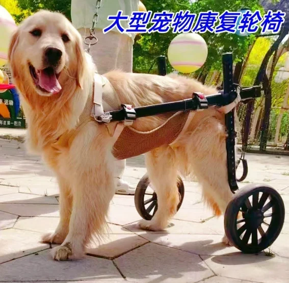 Mobility Vehicle Fo…