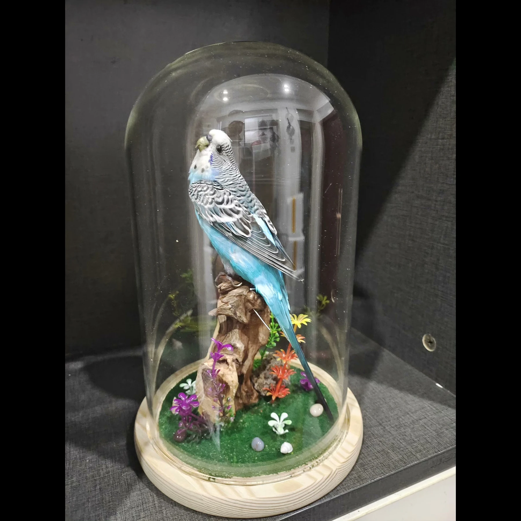 2063 Boutique Artificial Blue Budgie Parrot Model in Glass Jar Resin Faux Wood Stand Taxidermy Style Ornament Handmade Decor