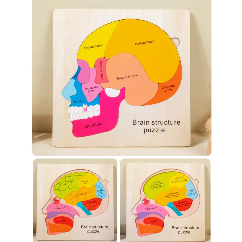 Quebra-cabeça de estrutura cerebral de 3 camadas para crianças, brinquedos educativos de aprendizagem, madeira montessori, materiais de biologia, jogo de coordenação mão-olho