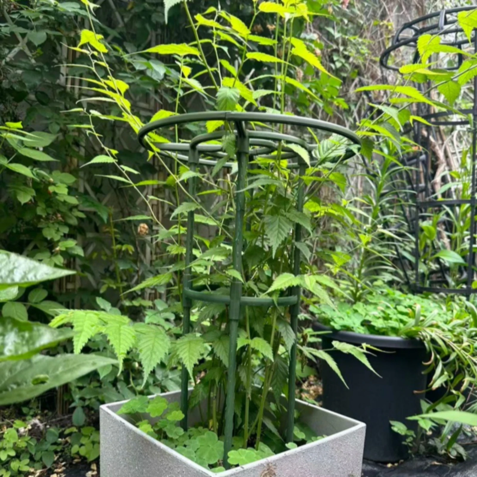 2 Pieces Plastic-Coated Plant Support Frame Rust-Proof Iron Plant Support with Pointed Ends Coated Stake Frame Assembled