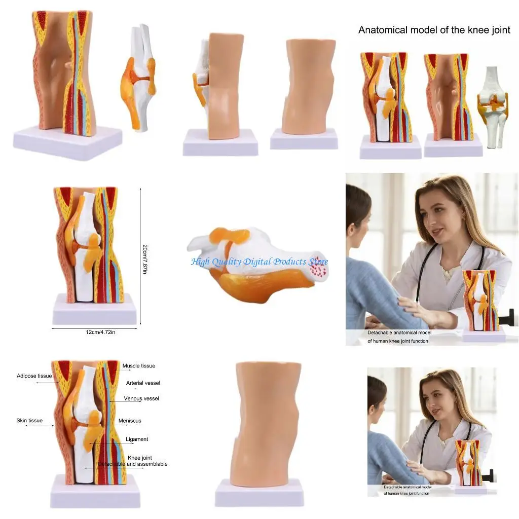 

U2JE Educational Model Human Knee Joint Anatomy Model Teaching Aid Flexible Knee Joint Model for Science Education