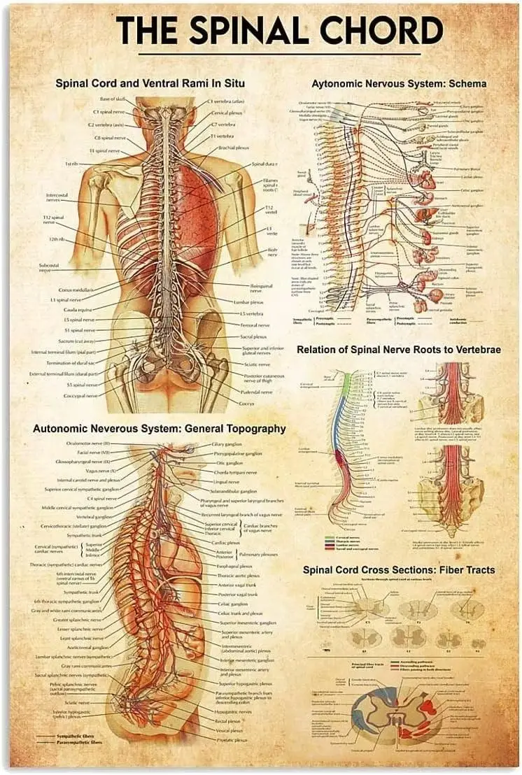 Affiches métalliques vintage sur le thème du cerveau et du corps, décoration de bureau, affiche en étain sur la science médicale, décoration murale pour la maison, l'hôpital ou le club