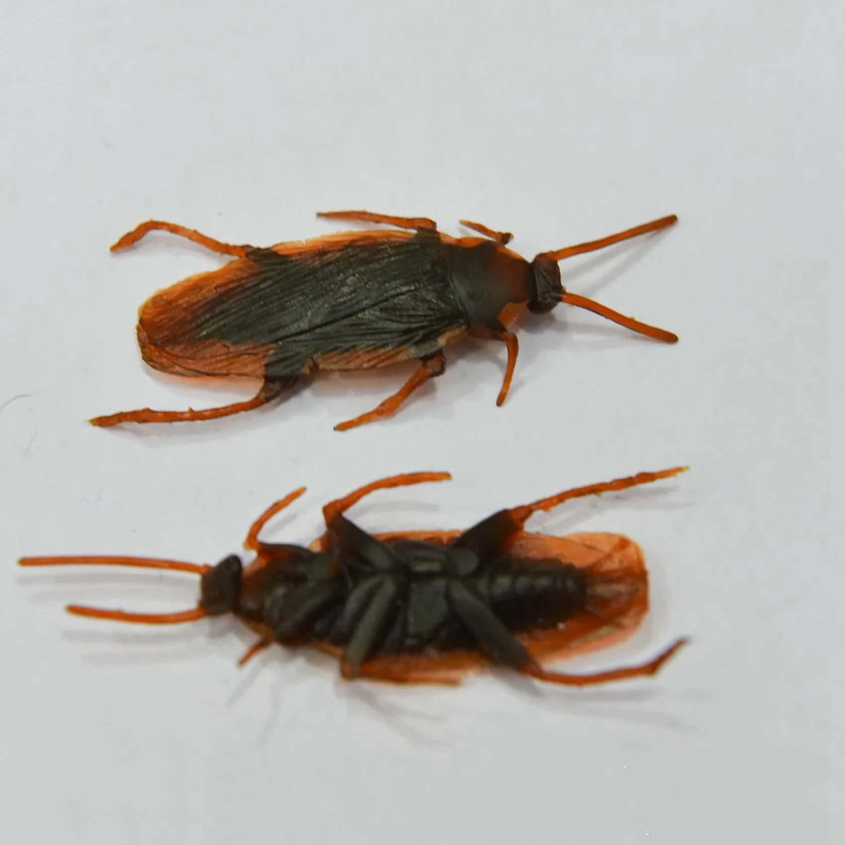 AS95-24 個ハロウィン模擬プラスチックゴキブリ欺瞞小道具おもちゃトリック装飾