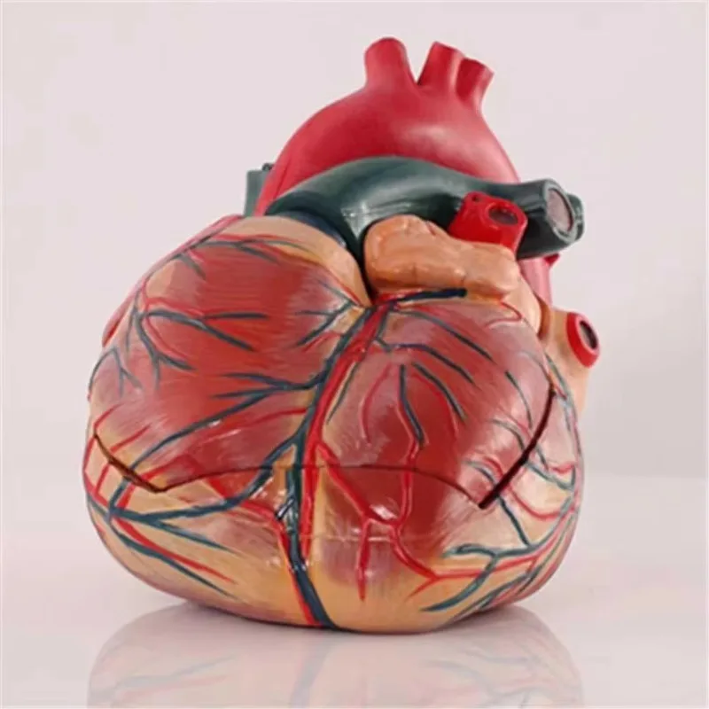 Heart Model PVC 5x Enlargement Human Heart Anatomy Model with 3 Removable Parts