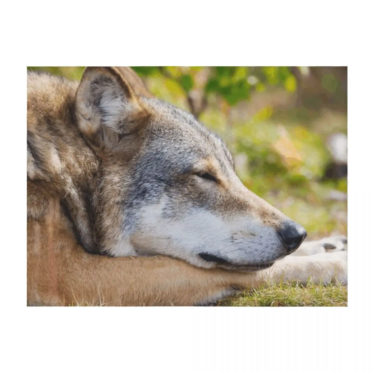 

Beautiful coyote wallpaper Throw Blanket Bed covers Thins halloween Thermal Blankets