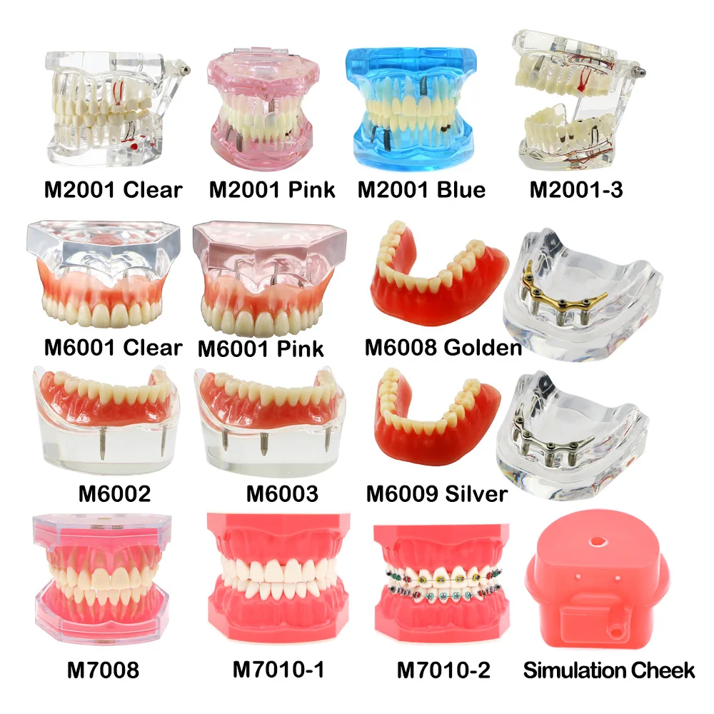 Dental Typodont Orthodontic Implant Teeth Model Restortion Brushing Practice Study Demo Dentist Tool