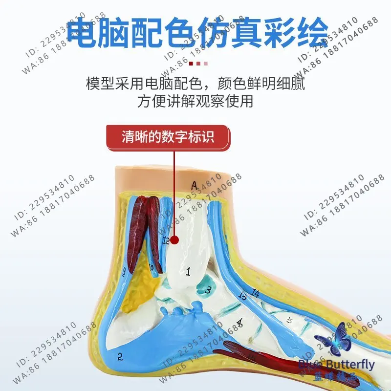 normal foot flat/arched foot model foot pathological model