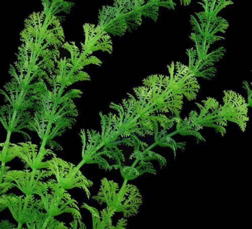 Thumbnail 4 - #59 Trending Decorative Aquarium Plants Right Now