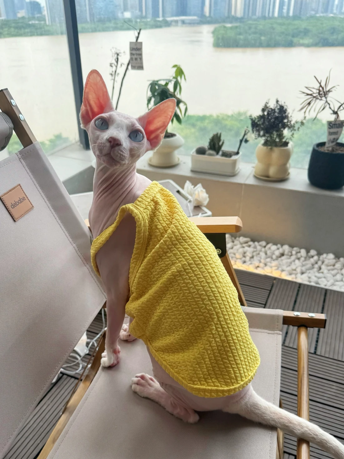 Sphynx Cat Cotton Vest Hairless Cat Shirt Clothes Soft Pure Yellow Coat for Devon Rex Pet Supplies in Spring Summer