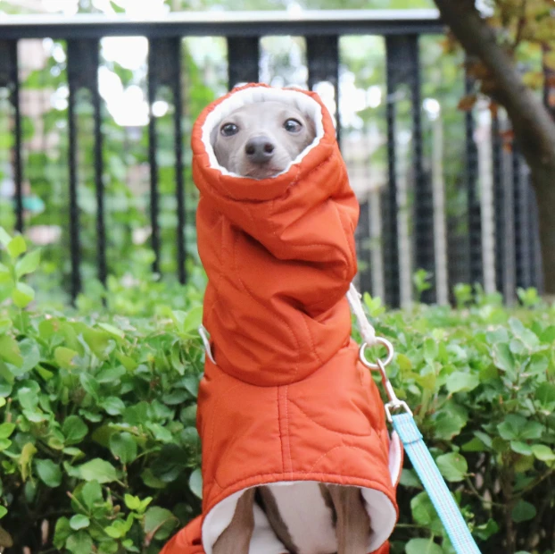 New Winter Whippet Italian Greyhound Bellington cotton-padded jacket with Belt Cape Warm thickened dog clothes