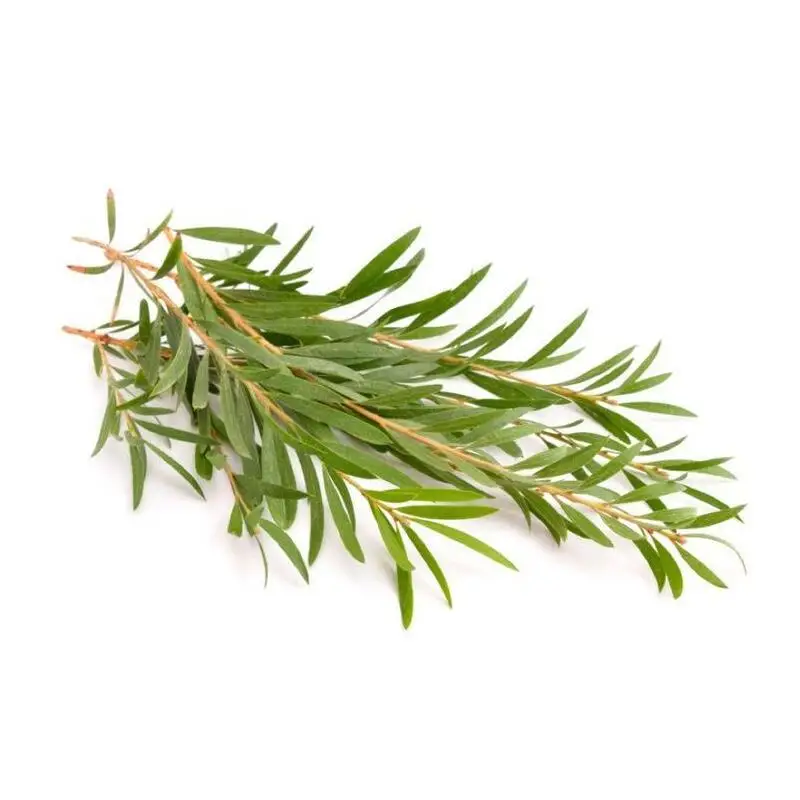 Oroaroma Tea Tree Etherische Olie Natuurlijke Behandeling Volwassenen Organi Cargan Verwijderen Acnes Wulks Huid Tea Tree Olie