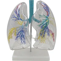 

Transparent Lung Segment Model Medical Science Pulmonary Anatomy Simulator Educational Teaching Aids for Medicine College Biolog