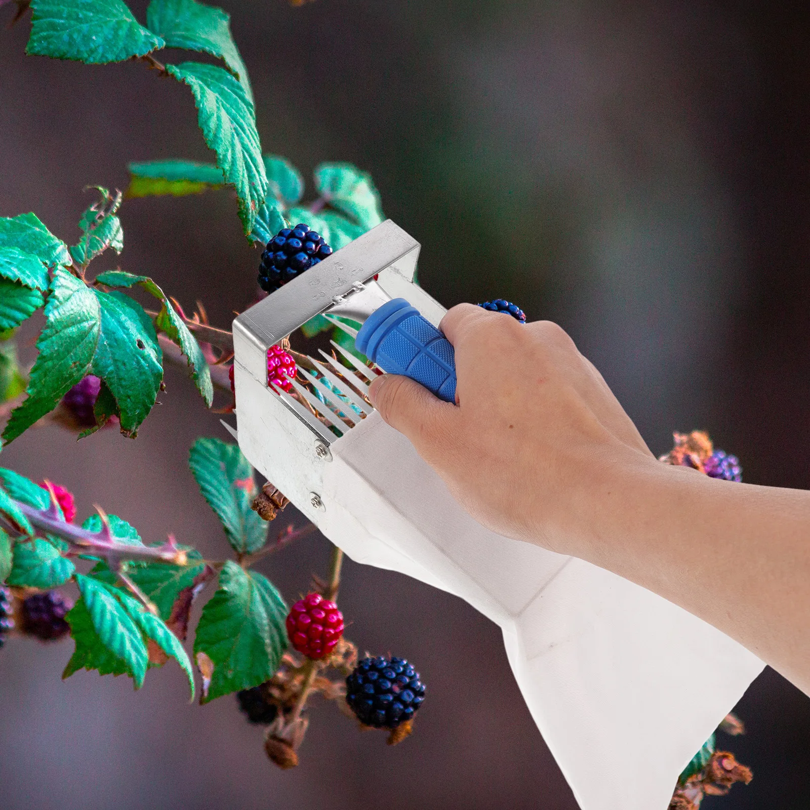 

Blueberry Picker Tool with Handle for Small Fruits Garden Supplies Stainless Steel Harvester Practical Lightweight