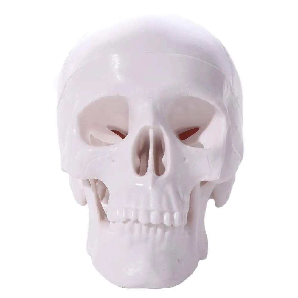 Fine Arts Removable Skull Model Convenient Skull Cap Human Head Model Resin Mini Anatomical Head Skull Teaching Supplies