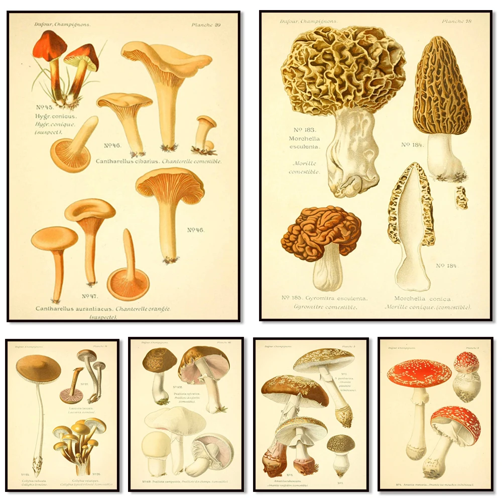 Póster con impresión artística de planta de setas - Ilustración de setas Shiitake - Decoración de pared de cocina y baño - Regalo de setas
