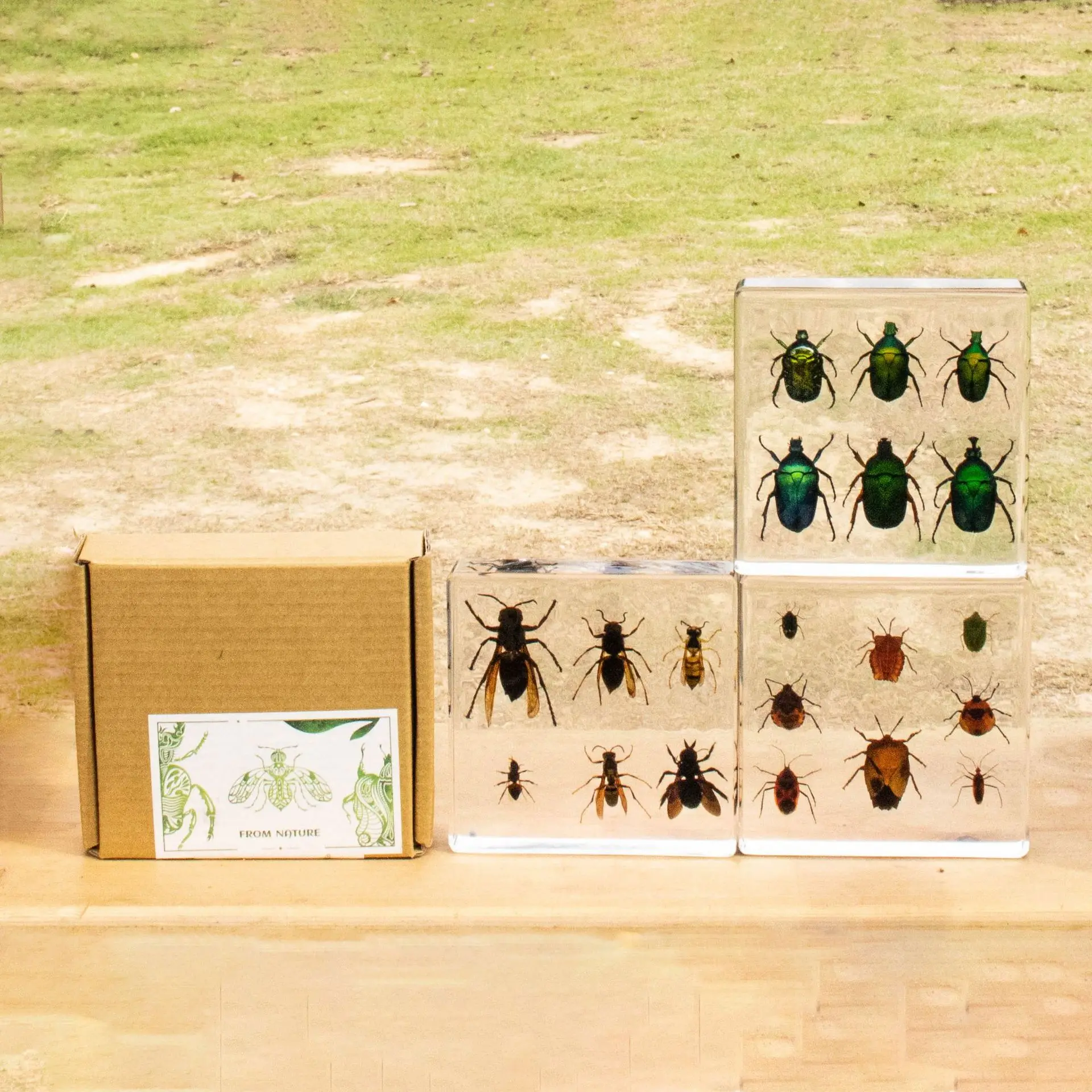 Cicadidae, Pentatomidae,Stink bugs,Apidae,Scarabaeidae, Insect Specimen Educational Toy & Creative Gift,Collectible Ornament