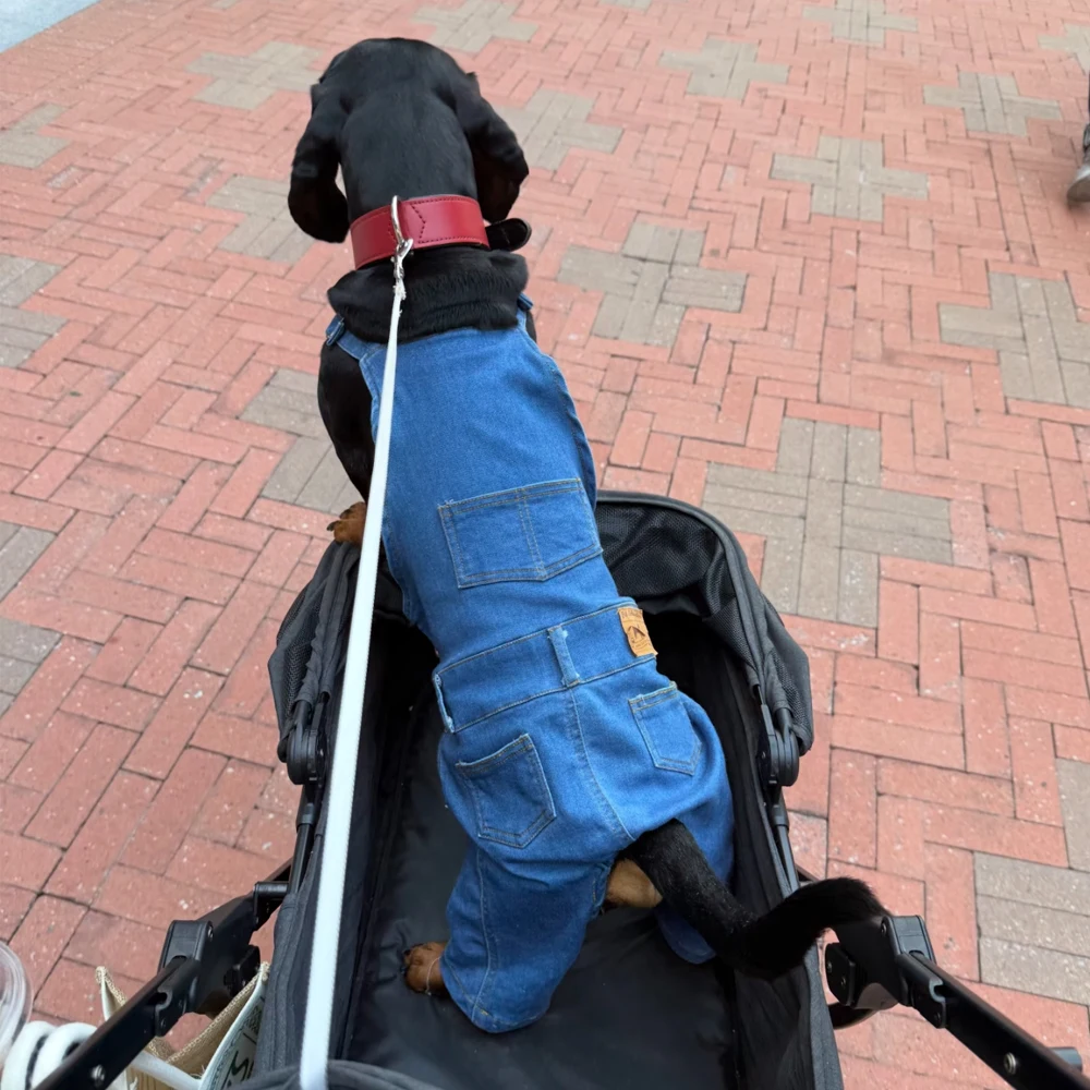 Pantalón vaquero fino de tirantes ajustable para perros salchicha - imagen 4