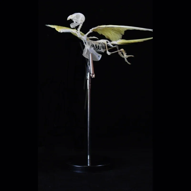 

2030 Avian Flight Skeletal Allegory Gothic Reliquary Art Bone Articulation Ornithology Replica Soaring Ossuary Bird Sculpture