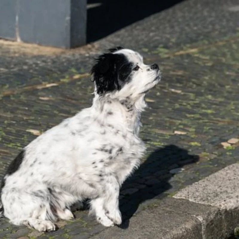 Armatura del telaio in acciaio inossidabile per SCY 16101 16102 16103 PRO SG116PRO SG116MAX JJRC C8805 Q130 Q141 Parti di aggiornamento per auto RC