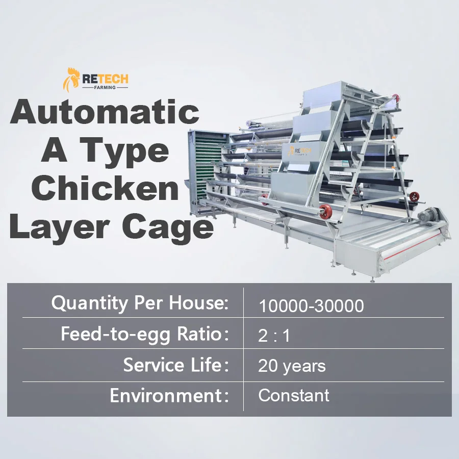 Automatic Poultry Farm Shed A  Type 5000 Birds Battery Chicken Layer Cage