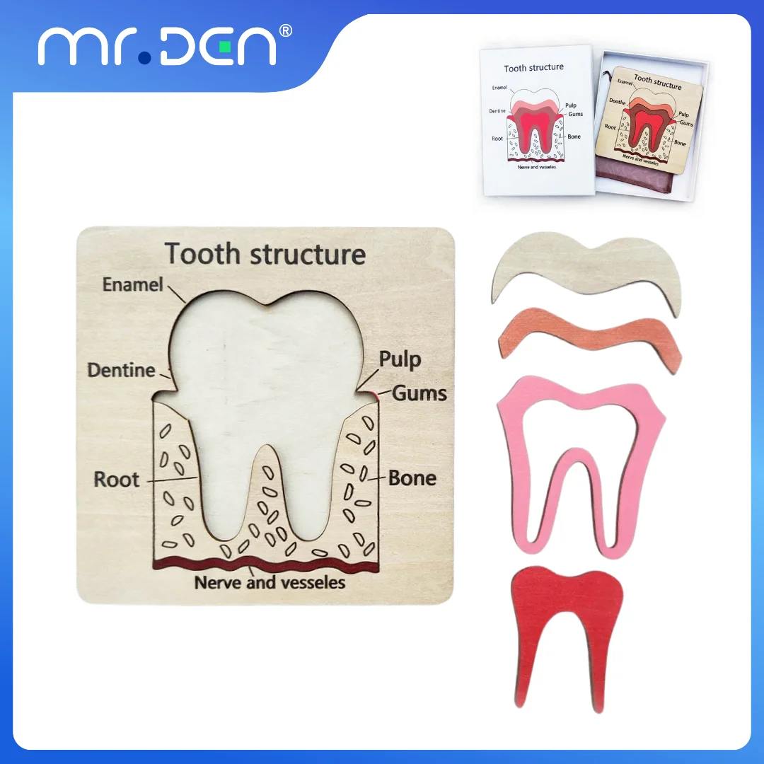 Dental Exploration Game Tooth Structure Anatomy Woden Board Puzzle Dentist Game for Childr