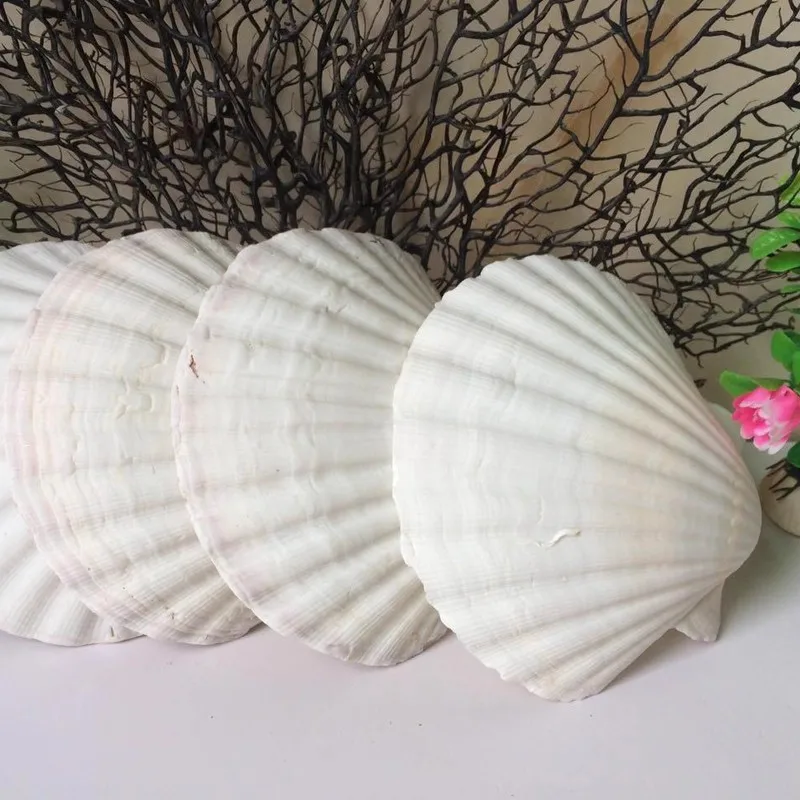 5 PCS Large Natural White Scallop Shell for Barbecue Painting Graffiti Wall Stickers Aquariums 11-14cm