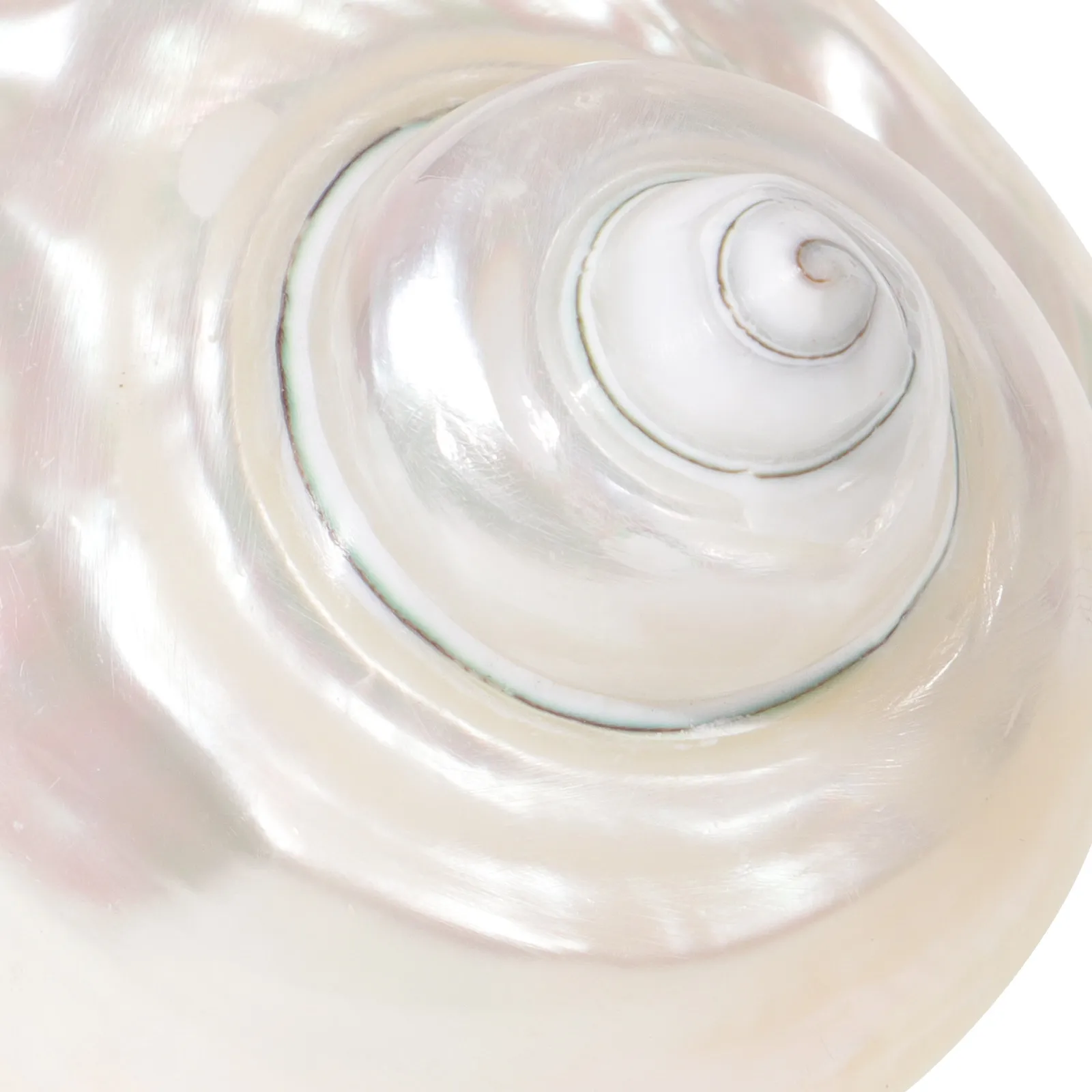 

Светящаяся в темноте раковина краба-отшельника, маленькая нежная раковина, декор для аквариума, украшение для аквариумного ландшафта, материалы для поделок своими руками