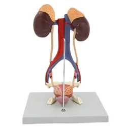 Urinary system model kidney anatomy bladder arteriovenous urology display props human organs teaching dissolving