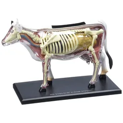 Tedco 4D Vision Cow Model staccabile Anime Organ Anatomy Model Medical Science School Supplies