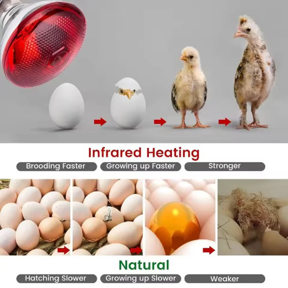 تربية مصباح التدفئة E27 220 فولت 100-275 واط الأشعة تحت الحمراء مصباح الحرارة حاضن الدواجن الكتاكيت تفقيس الجراء خنزير صغير لمبة الإضاءة
