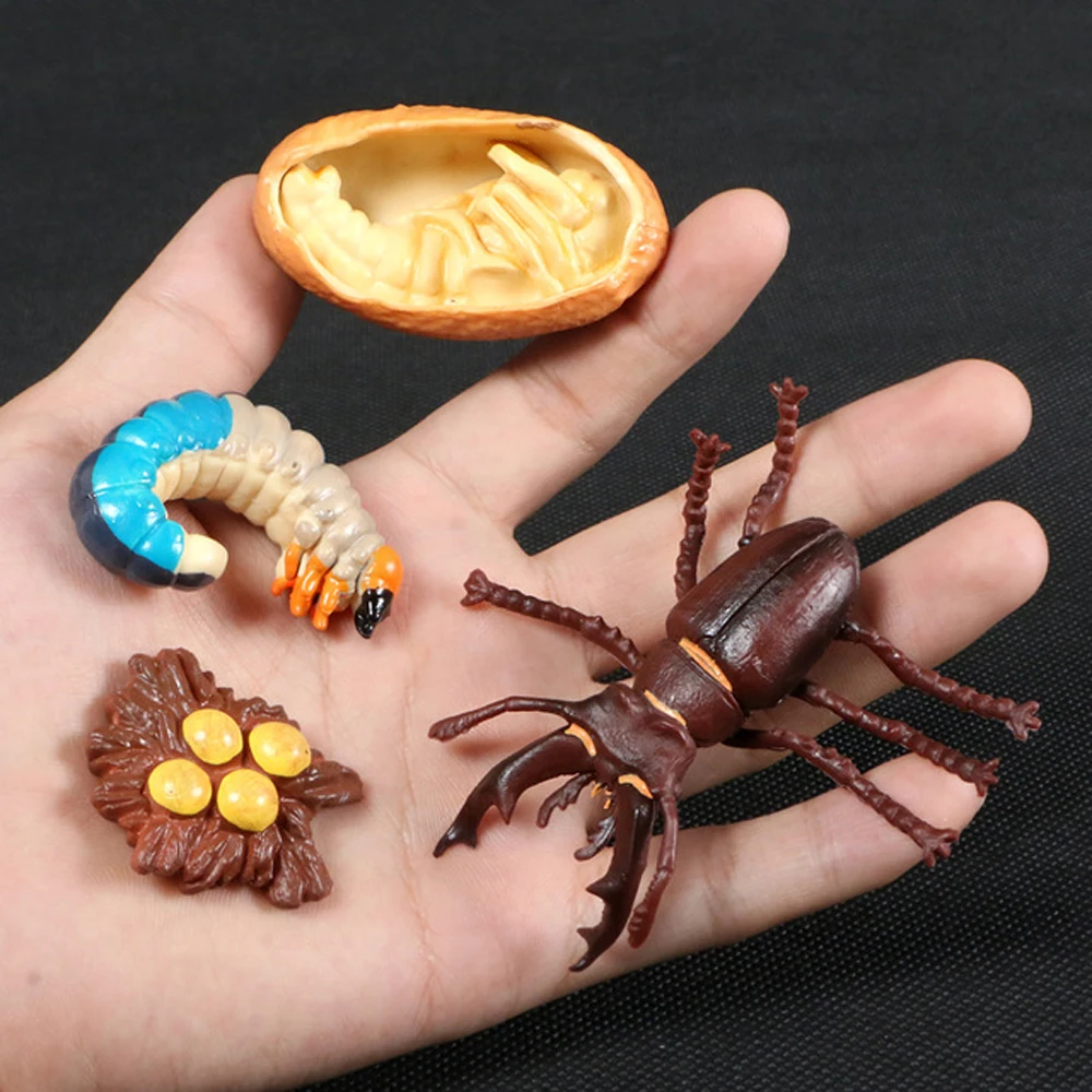 

Plastic Models Teaching Material Chicken Spider Simulation Animals Life Cycle Figurine Action Figures Growth Cycle Model