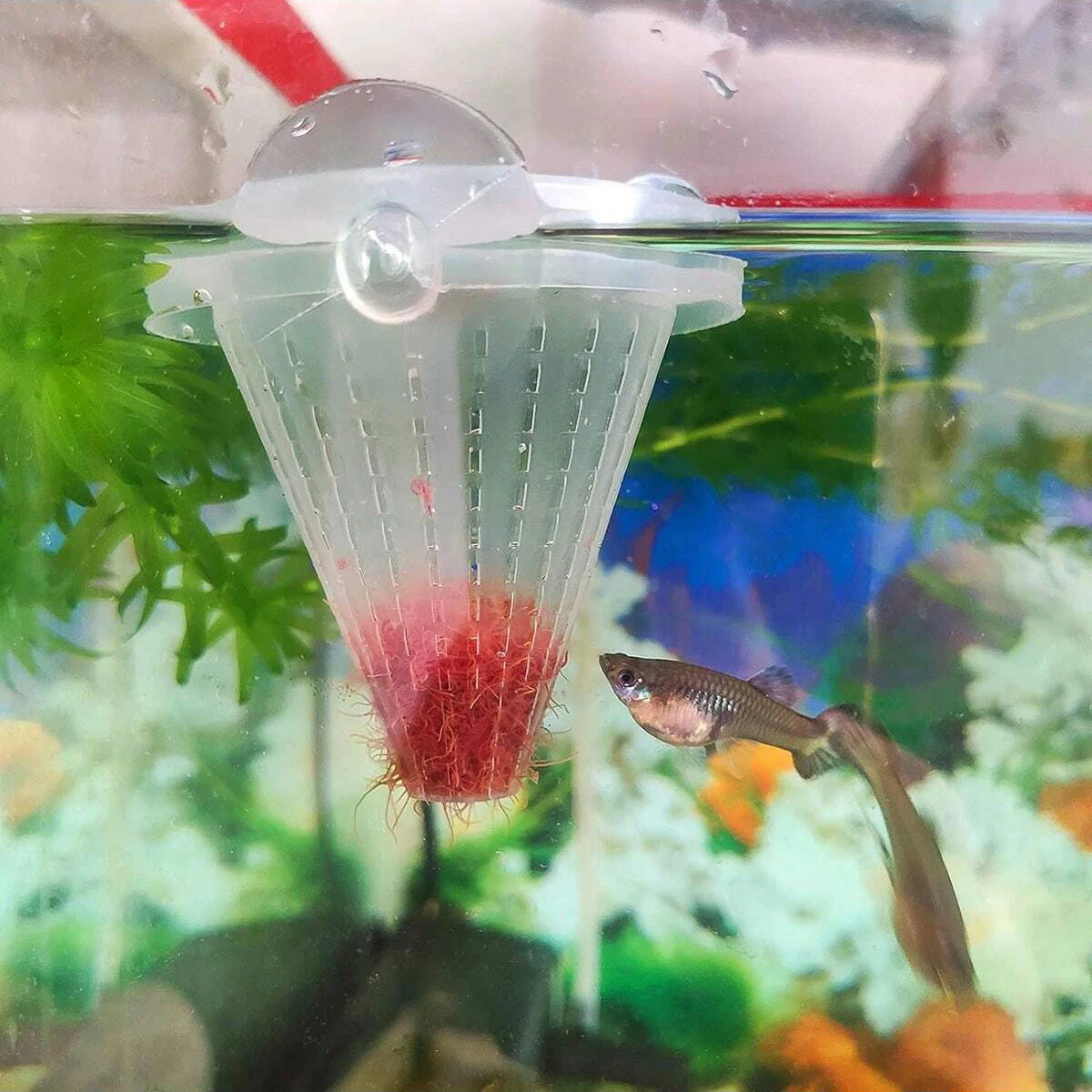 2Pcs Fish Feeding Aquarium Clear Feeder Aquarium Fish Aquarium Nematode Live Blood Worms Plastic Conical Cup Basket Feeder