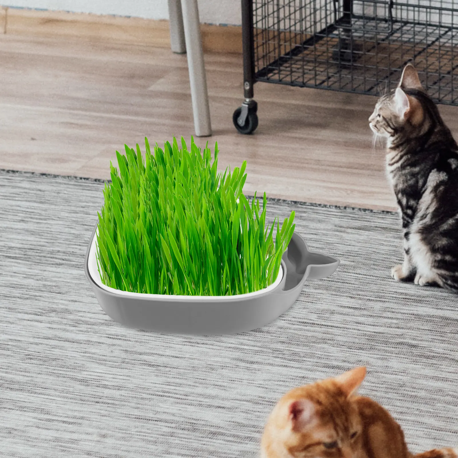 Cat Grass Box Cartoon Soilless Hydroponic Planting Box Double Layer Separation Water Storage Nursery Cat Grass Planter for Home