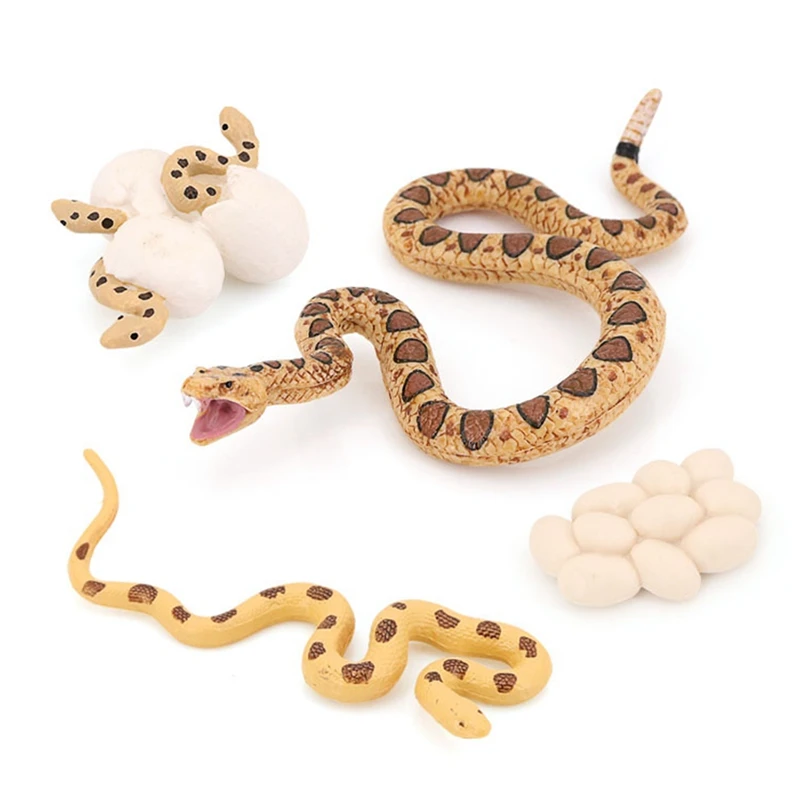 Realistic Animal Life Growth Cycle Biological Model Toys Snake Growth Cycle Biological Model