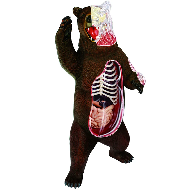 

4D Vision Animal Bear Anatomy Model 36 Parts Detachable Animal Biology Organ Anatomical Classroom Supplies Teaching