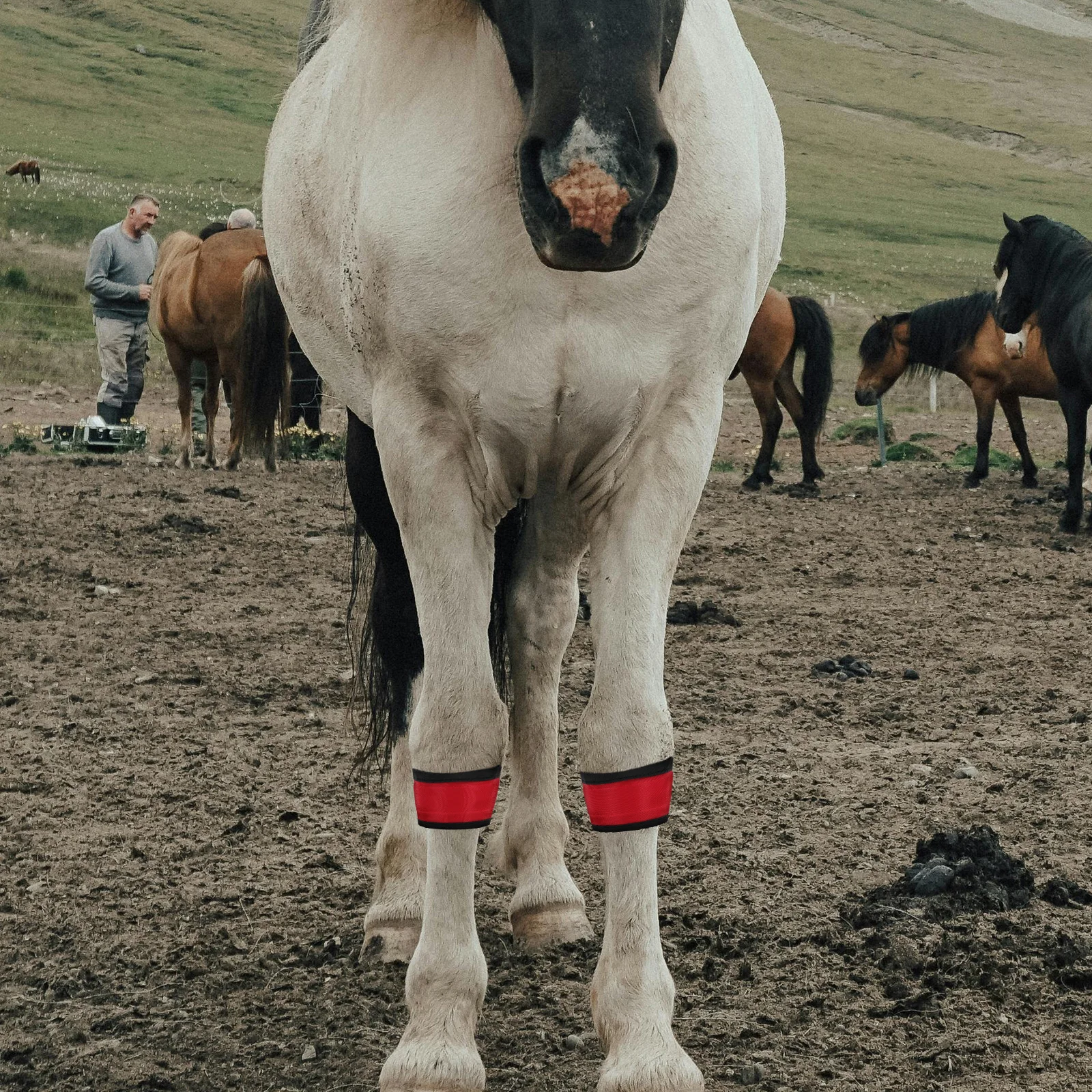 

4 Pcs Horse Ankle Strap Leggings Glowing Tack Equipment Collar Cloth Light Collars Band Warmers