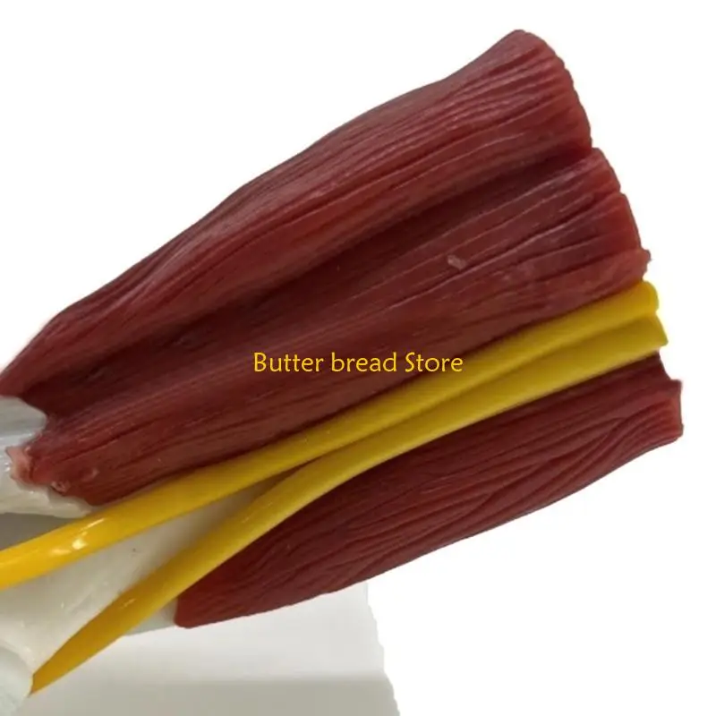 W89C筋肉質の右肘関節解剖学モデル専門教育トレーニングのための解剖学的肘関節筋神経モデル