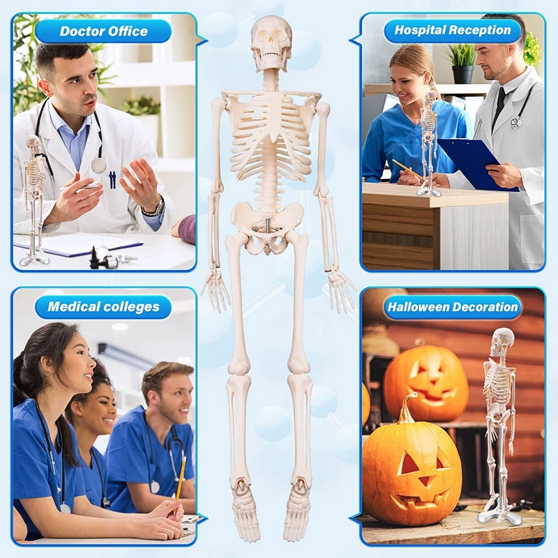 45CM Human Anatomical Anatomy Skeleton Model Poster Learn Aid Anatomy Human Skeletal Model