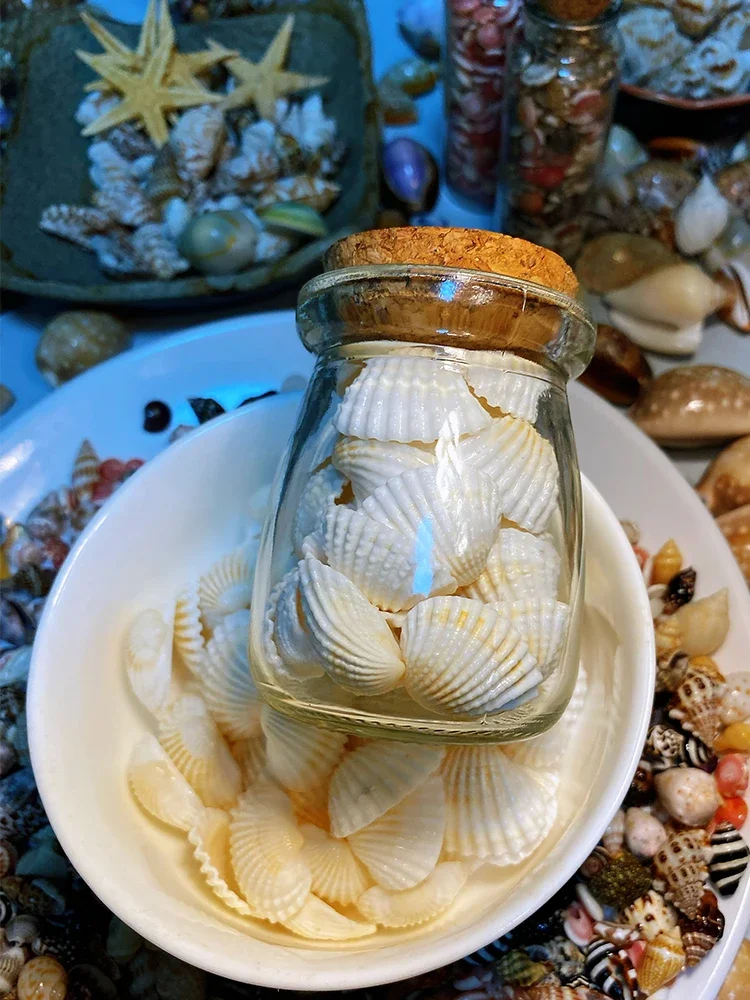 About 40 Pieces of 2-3 Cm Small Snow Shells in A Wishing Bottle. Shell and Conch Collection Specimens